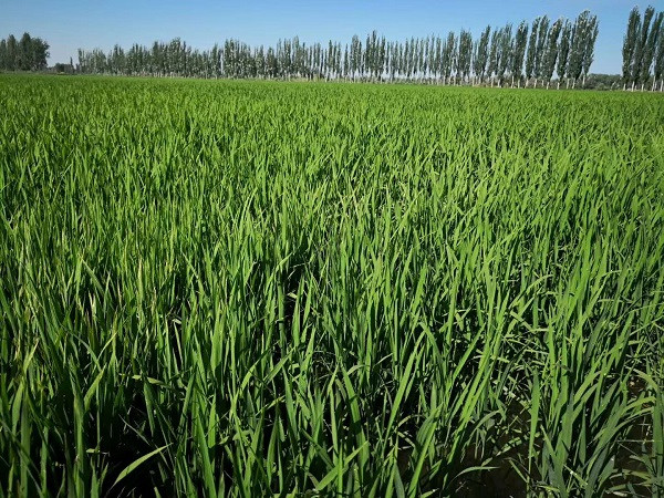西域禾禾乡 150天长粒香米