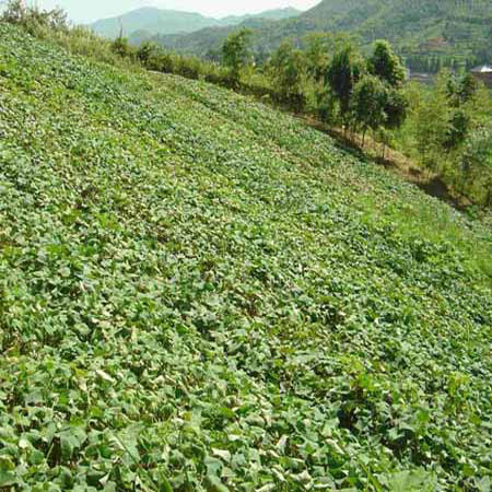 楼塔高山红心香番薯