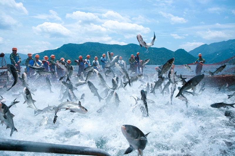 【鱼先生】千岛湖 鳙鱼骨 500g*2包 鱼先生 （限江浙沪）