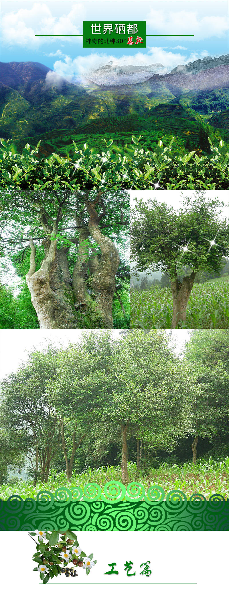 “百年木”非转基因压榨野生纯山茶油100ml茶籽油孕妇油 胜橄榄油