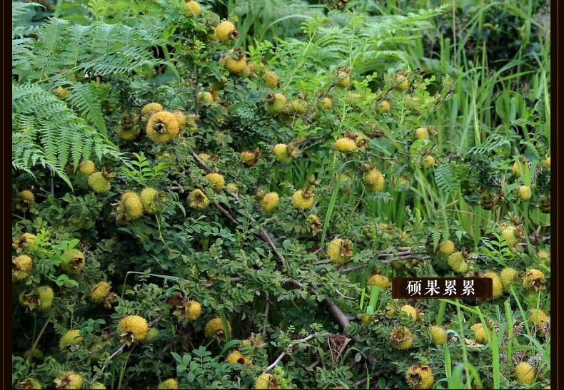 【贵州特产】高原颂野生刺梨蜂蜜干果278g
