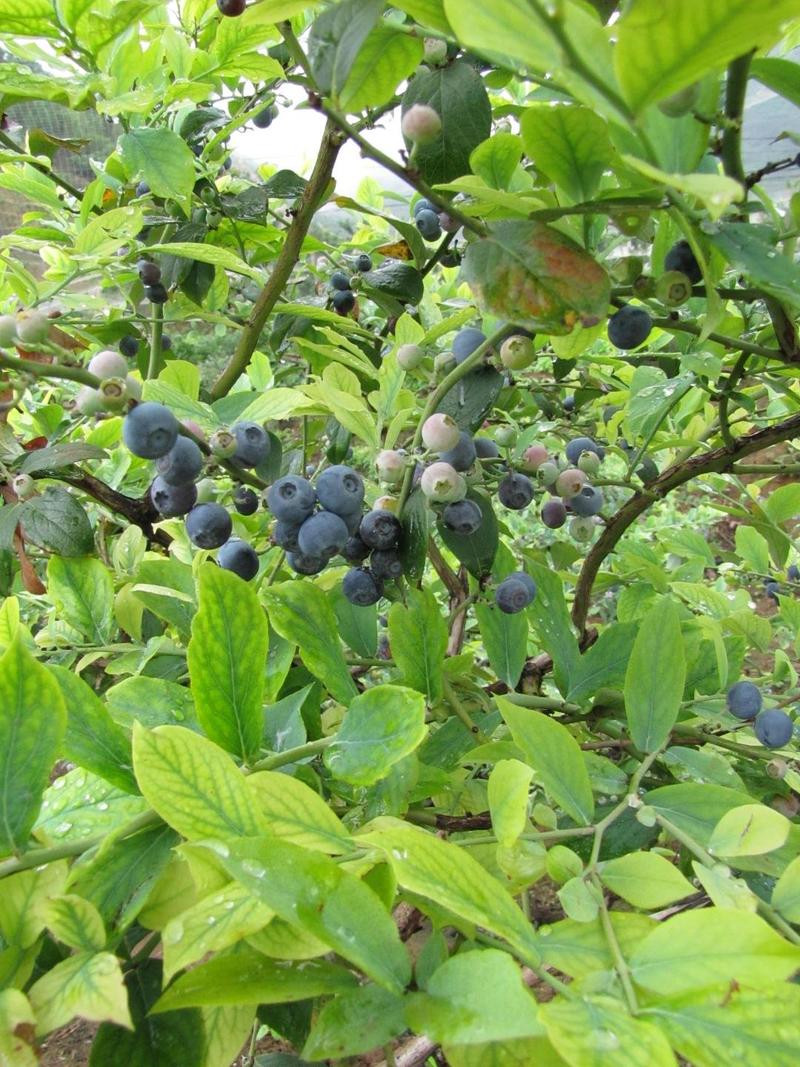 渔山蓝莓(1000克) 火爆 促销价新鲜蓝莓 澄江蓝莓 禄冲蓝莓 EMS包邮