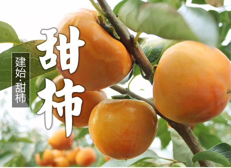 【建始馆】建始阳丰苹果柿 新鲜采摘甜柿生吃脆柿子5斤装
