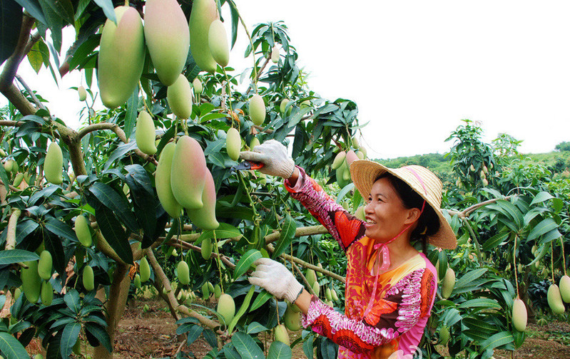 【全国包邮】邮鲜生 广西芒果百色特产 大台农水果百色芒果5斤装(测试）