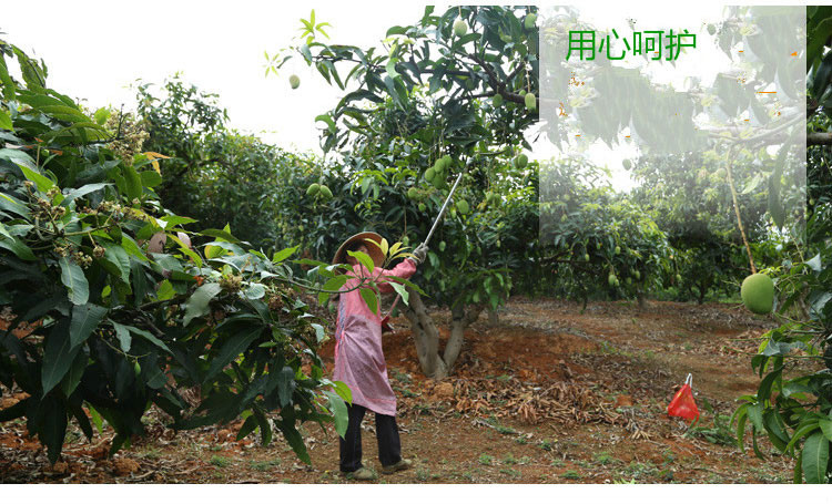 【广西区内包邮】邮鲜生 广西芒果百色特产 小台农水果百色芒果5斤装