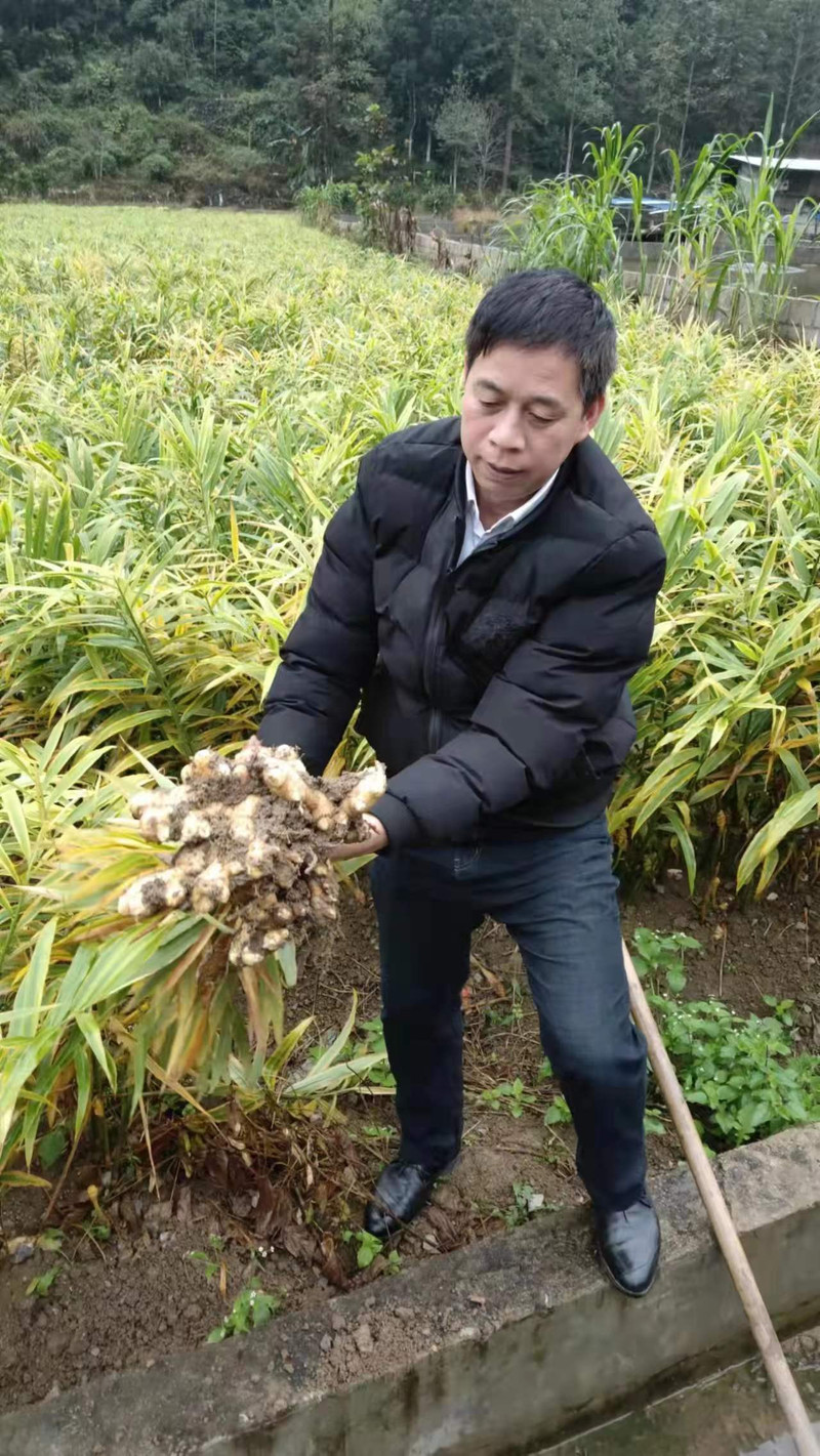 那坡县乡村振兴馆广西本地新鲜小黄姜35斤生姜新姜月子姜老姜嫩姜多个