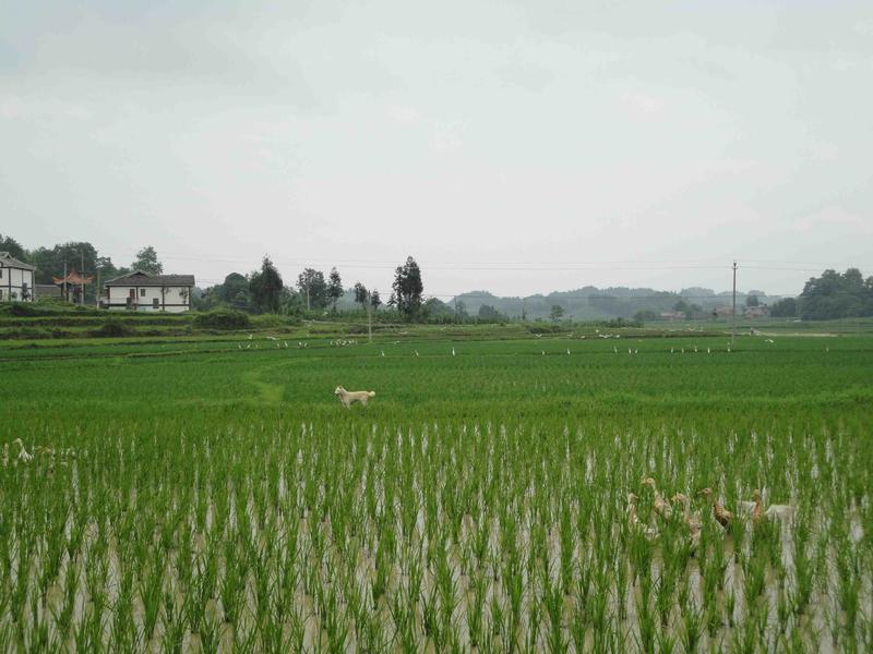 茅坝龙脉皇米公司    茅坝皇太岁、万万岁米（健康米）