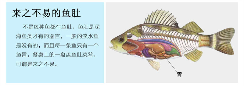 壹条鱻 【珠海馆】海鲈鱼肚 鱼宝