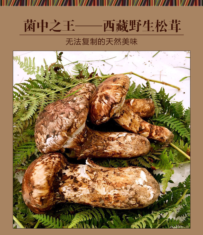 西藏特产 五彩珠峰 林芝 野生松茸干 250g