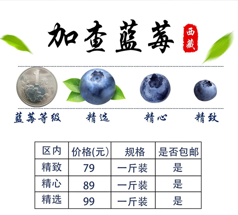 西藏加查新鲜蓝莓 雪域珍品 精制一斤装 区内包邮