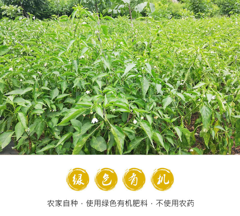 林芝朗县朗新鲜辣椒绿色有机辣椒【朗县邮政电商扶贫】2.5斤