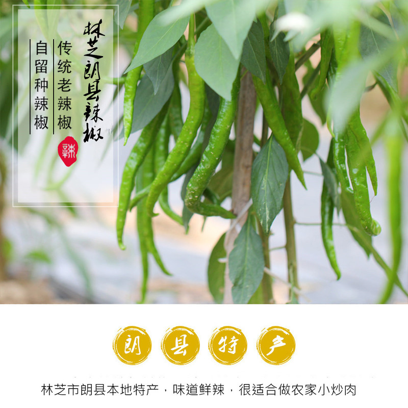 林芝朗县朗新鲜辣椒绿色有机辣椒【朗县邮政电商扶贫】2.5斤