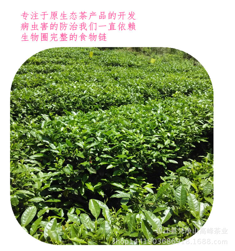 梵净山绿茶袋装50克/袋