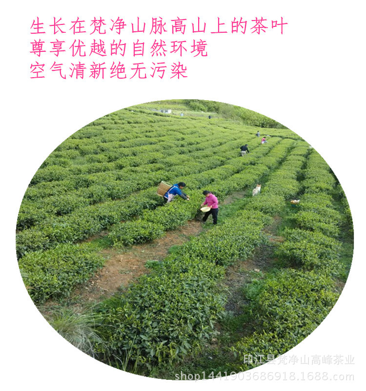 梵净山绿茶袋装50克/袋