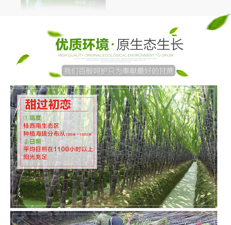 广西农垦产品 可溯源 糖先森幼晶白砂糖  无硫糖烘培细砂糖300g*3袋