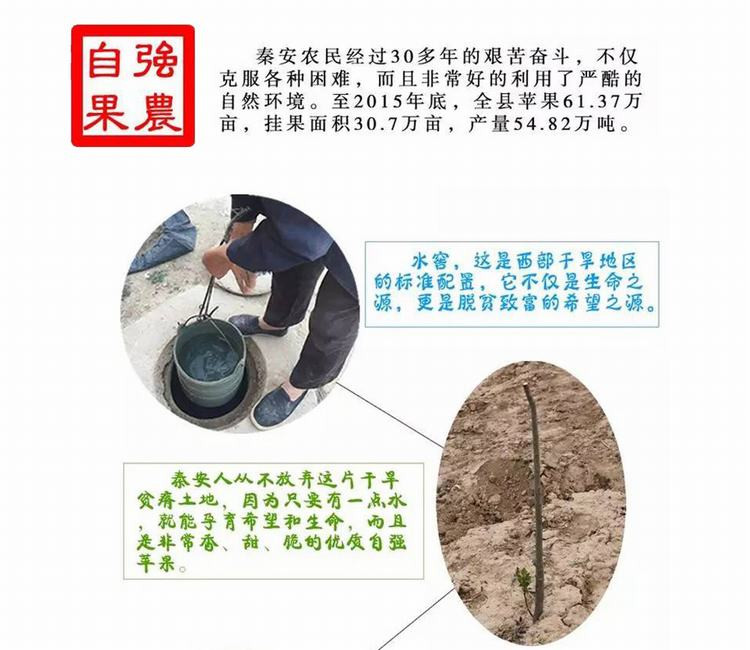  华园 甘肃秦安苹果红富士  现摘新鲜水果 产地直发 果径70-75mm 4-5斤整箱装