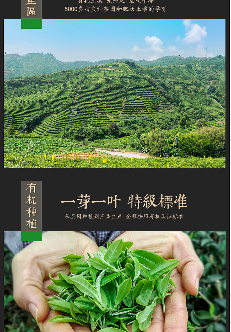 【中国农垦】2020年新茶 大明山  碧螺春特级有机绿茶 农垦茶叶  质量可追溯  绿茶100g/罐