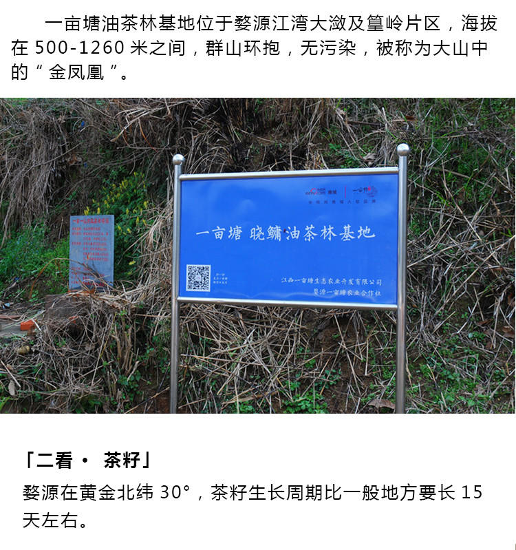 一亩塘 有机纯物理压榨山茶油 500mL松木礼盒装 臻礼·拾年01