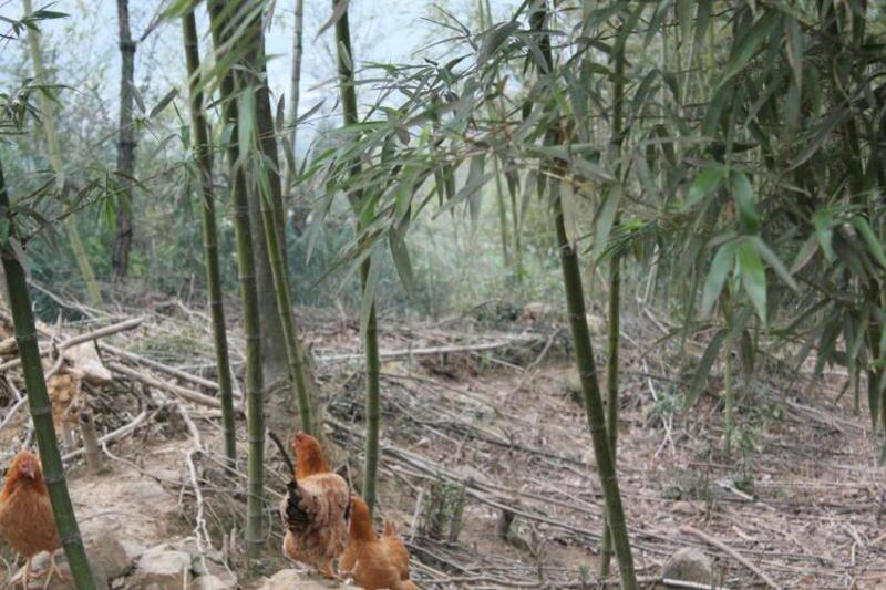 【富阳】富春山居 逸兰湾高山竹林鸡（4-4.5斤）