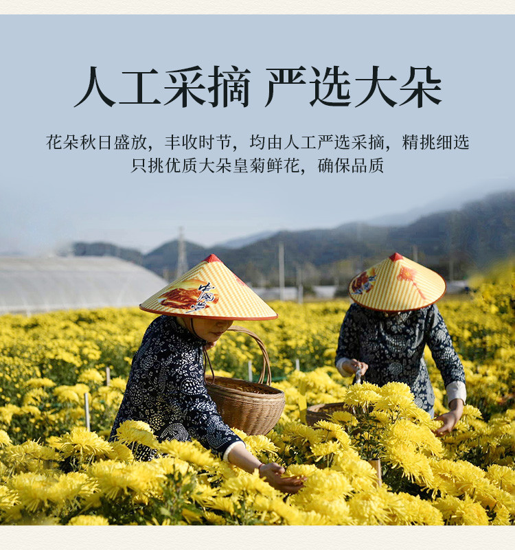 东坞山 【富春山居农产品馆】吴大帝皇菊罐装（金丝皇菊）20克/罐