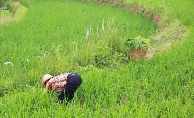 开州特产开州区九龙山大米 新米 农家纯天然有机米 拒绝使用除草剂，坚持人工除草，不打农药！限量500