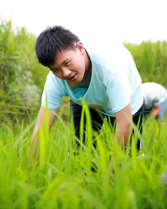 开州特产开州区九龙山大米 新米 农家纯天然有机米 拒绝使用除草剂，坚持人工除草，不打农药！限量500