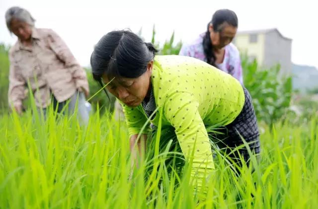 开州特产开州区九龙山大米 新米 农家纯天然有机米 拒绝使用除草剂，坚持人工除草，不打农药！限量500