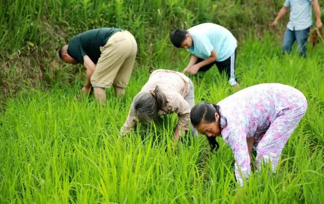 开州特产开州区九龙山大米 新米 农家纯天然有机米 拒绝使用除草剂，坚持人工除草，不打农药！限量500