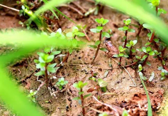 开州特产开州区九龙山大米 新米 农家纯天然有机米 拒绝使用除草剂，坚持人工除草，不打农药！限量500