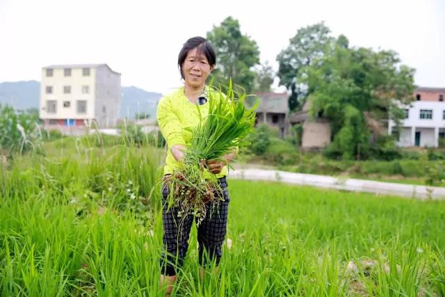 开州特产开州区九龙山大米 新米 农家纯天然有机米 拒绝使用除草剂，坚持人工除草，不打农药！限量500