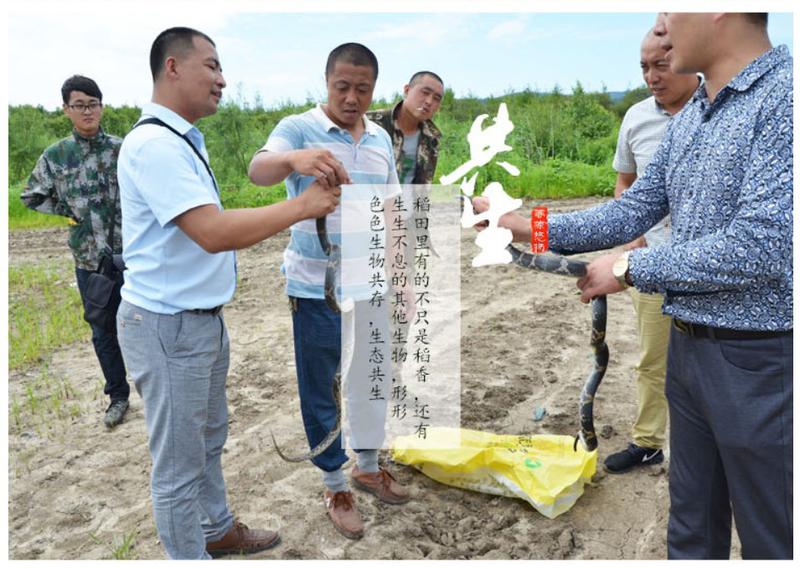 正宗稻花香大米东北绿色大米2015非转基因新米钰谷清泉稻花香大米