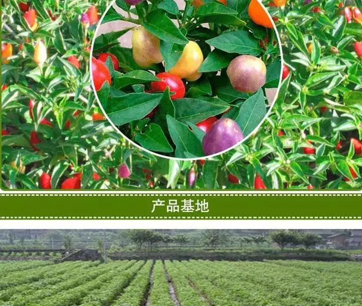 【麻江·珍珠泡椒】黔东南麻江特产苗岭香食品450g珍珠泡椒两瓶装省内包邮（为便于运输均发塑料瓶装）