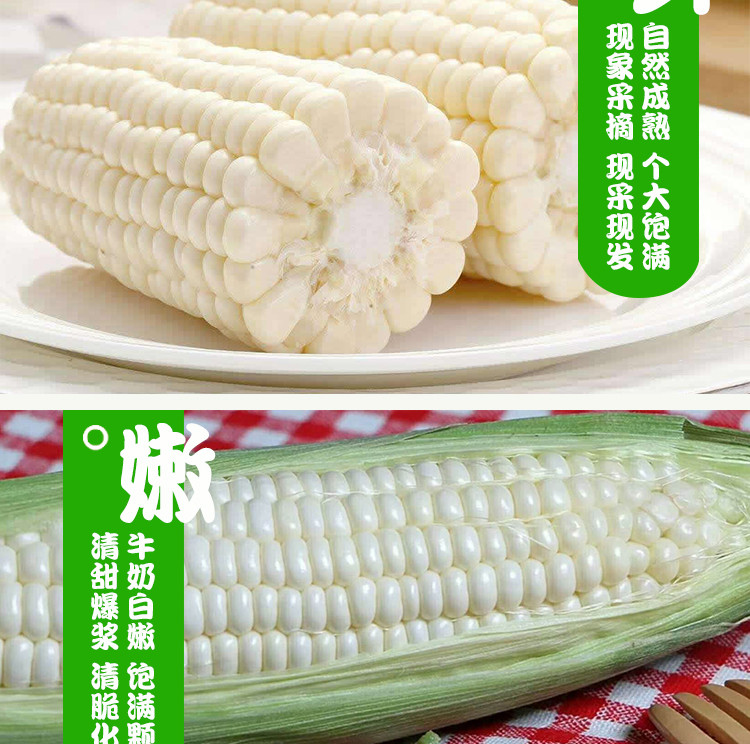 【水果玉米】贵州黎平水果玉米甜玉米能生吃的玉米约4斤装（6-8个）贵州省内包邮
