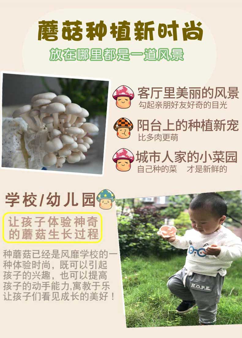 [镇远菌种]菌菇种植灰平菇/秀珍菇/姬菇四季盆栽家庭蘑菇种植包 买一发三袋 全国包邮