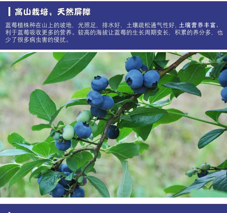 蓝笑 【麻江蓝莓鲜果】新鲜采摘 （果径16mm左右） 下雨天延后发货
