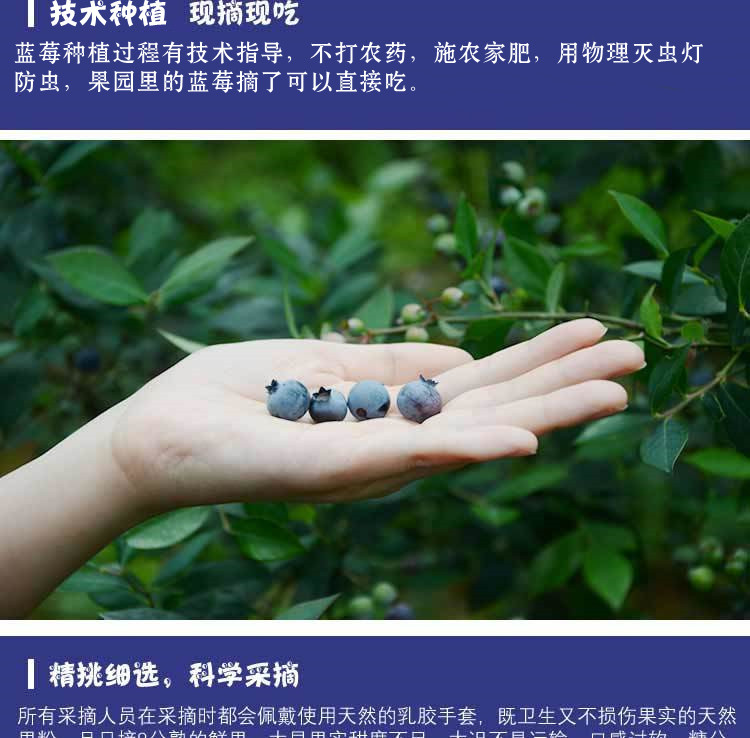 蓝笑 【麻江蓝莓鲜果】新鲜采摘 （果径16mm左右） 下雨天延后发货