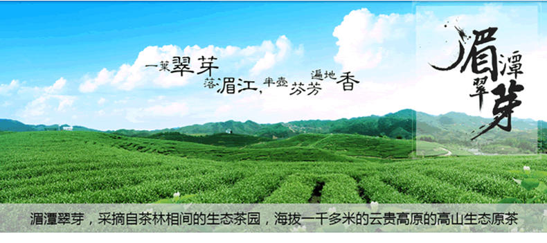 慕古茶道 2016新茶 绿茶湄潭翠芽 贵州绿茶 明前翠芽尚品100克