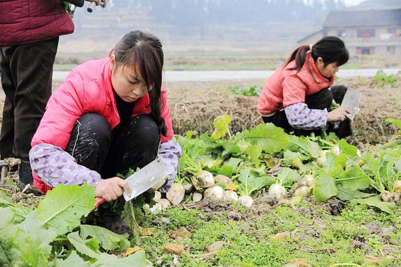 农家自产 贵州省三穗县吉态大头菜