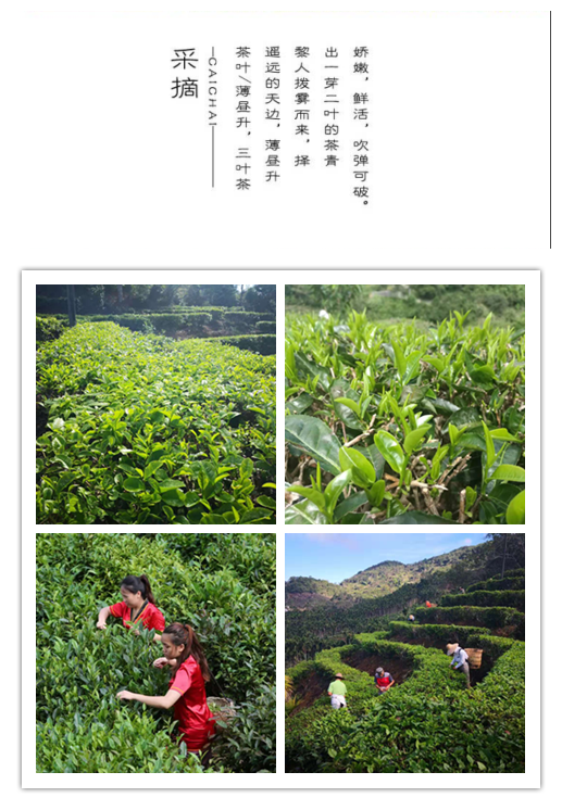 【邮乐官方直播间】海南北纬18度 高山云雾茶 金鼎红茶 （50g）