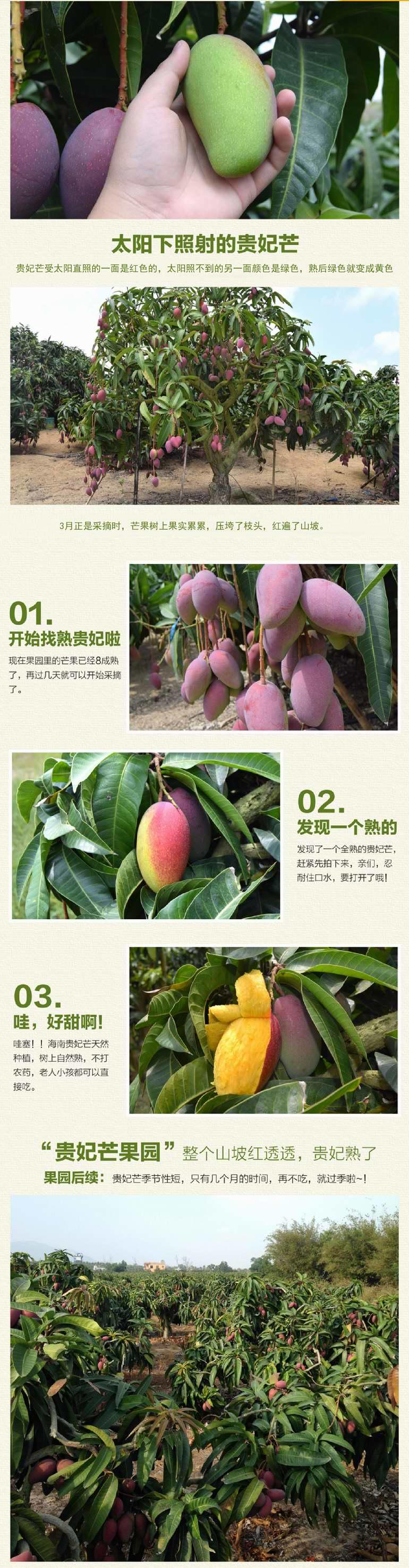 三亚红金龙芒果 又名贵妃芒 净重约6.5斤 毛重约8斤 全国EMS包邮 每周发货一次