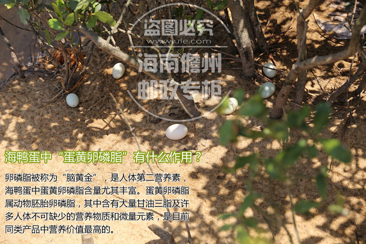正品海南儋州红树林跑海咸鸭蛋 农民家散养土鸭蛋礼盒20枚装