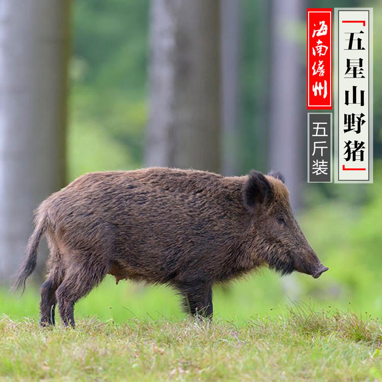 【此产品为预售，下单一个星期内发出】海南深山黑野猪