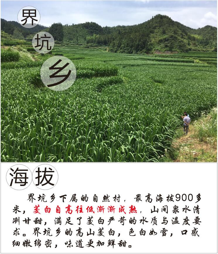 延桐 生态 永嘉 楠溪 瓯茭 (茭白)  3斤（包邮）拍下7天内发货