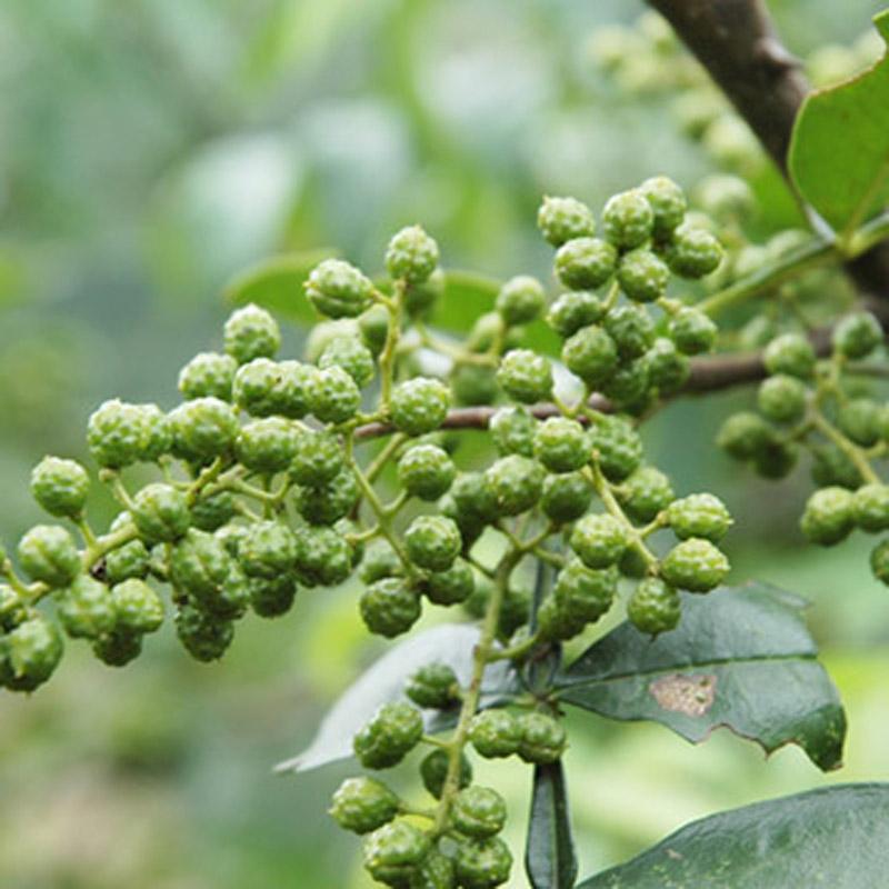 大凉山特级青花椒