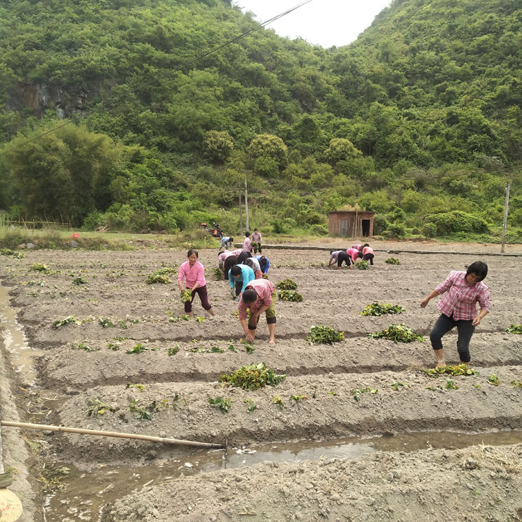 肇庆馆 封开绿丰润五彩番薯五斤装