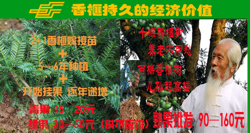 【浙江百货】东白山2+1源种嫁接香榧苗 2年草苗+1年嫁接苗 10株