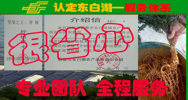 【浙江百货】东白山2+1源种嫁接香榧苗 2年草苗+1年嫁接苗 10株