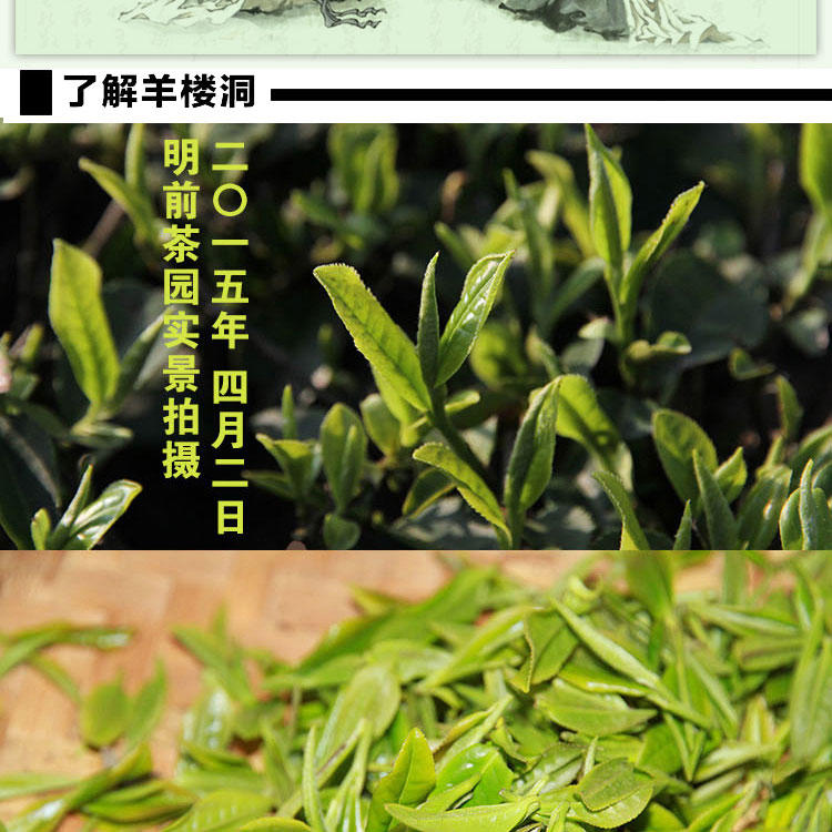 明前特级绿茶 原产地珍惜绿茶新茶 羊楼洞 |赤壁特产  高档礼品装50g*5