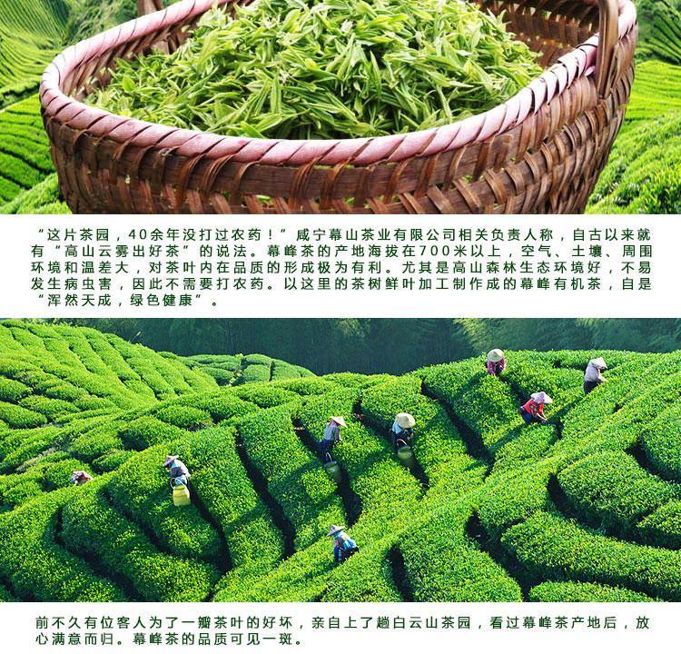 茶叶 绿茶  有机绿茶 袋装茶叶 50g/袋*2  手工茶 |湖北咸宁特产