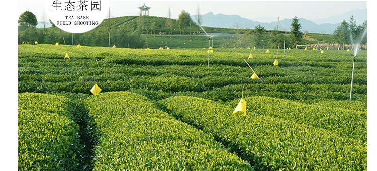 箬寮  香茶 75/克  罐装